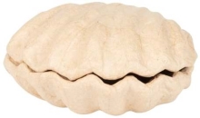 Pudełko w kształcie muszli 12 x 12 x 5 cm BT078 C, Decopatch